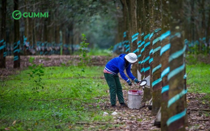 Một trong những ưu điểm lớn của nệm cao su là tính thân thiện với môi trường