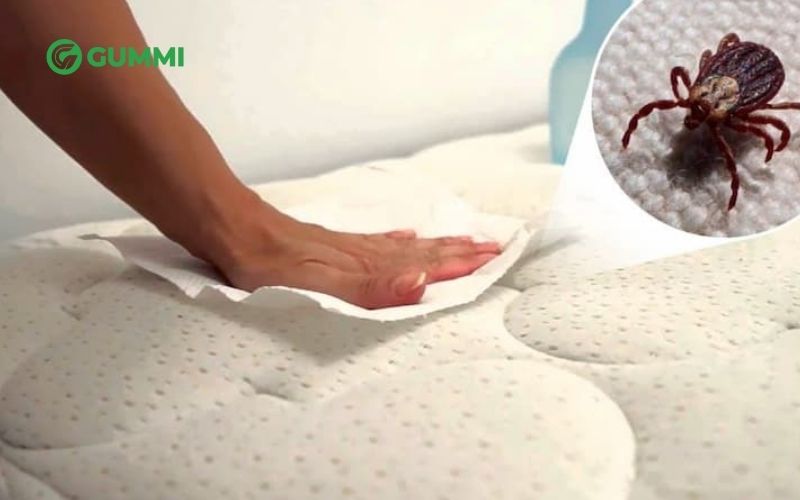 Top 5 nệm cho người dễ dị ứng tốt nhất nên sử dụng 1 Mạt bụi là nguyên nhân chính gây dị ứng trong phòng ngủ