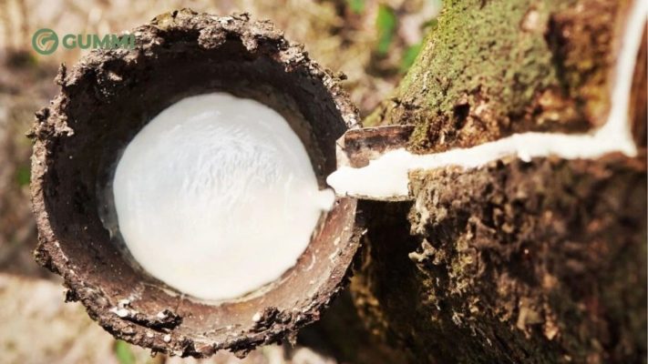 Cao su thiên nhiên là gì? Ưu nhược điểm và ứng dụng