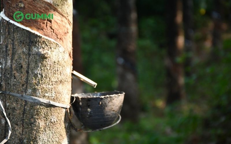 Cao su thiên nhiên: Đặc điểm và ứng dụng trong ngành nệm 1 Cao su thiên nhiên được chiết xuất từ mủ cây Hevea Brasiliensis