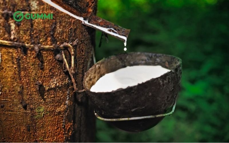 Quy trình sản xuất nệm cao su thiên nhiên chi tiết 2 Quá trình lấy mủ cao su