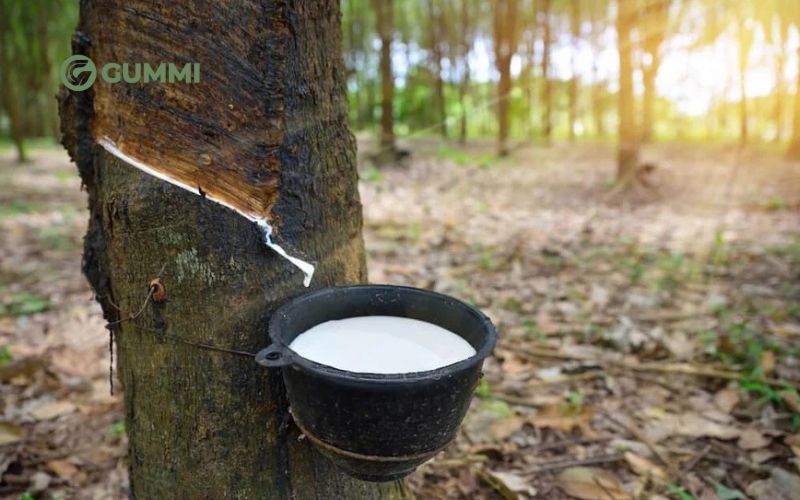 Nguyên liệu chính để sản xuất nệm cao su thiên nhiên là mủ cao su