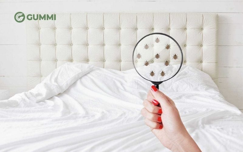 Rệp giường, bọ chét hoặc côn trùng ký sinh là nguyên nhân khiến bạn nằm nệm bị ngứa