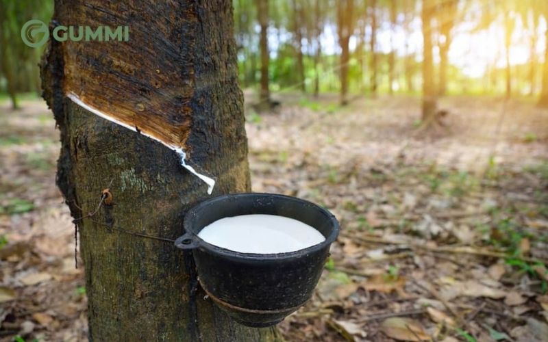 Mùi nệm cao su có độc không? Nguyên nhân và cách khử mùi 1 Sau quá trình sản xuất và lưu hoá, cao su có thể vẫn giữ mùi đặc trưng của nệm cao su