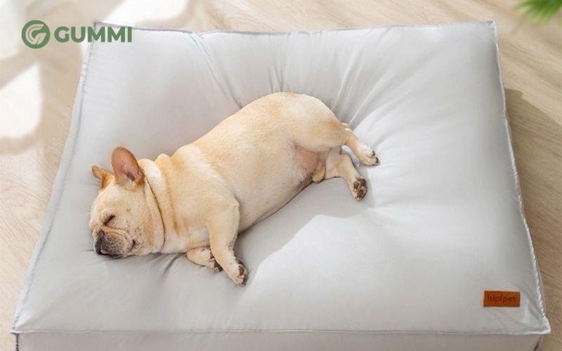 Nệm cao su cũ có thể được tận dụng để làm đệm cho thú cưng